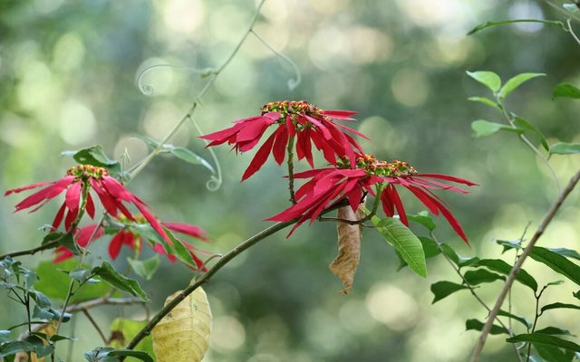 Poinsettia reference