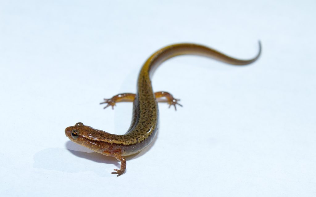 Northern Two-lined Salamander reference
