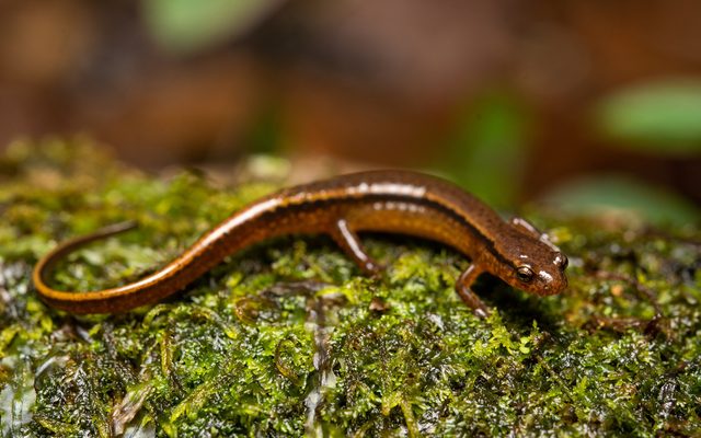 Southern Two-lined Salamander reference