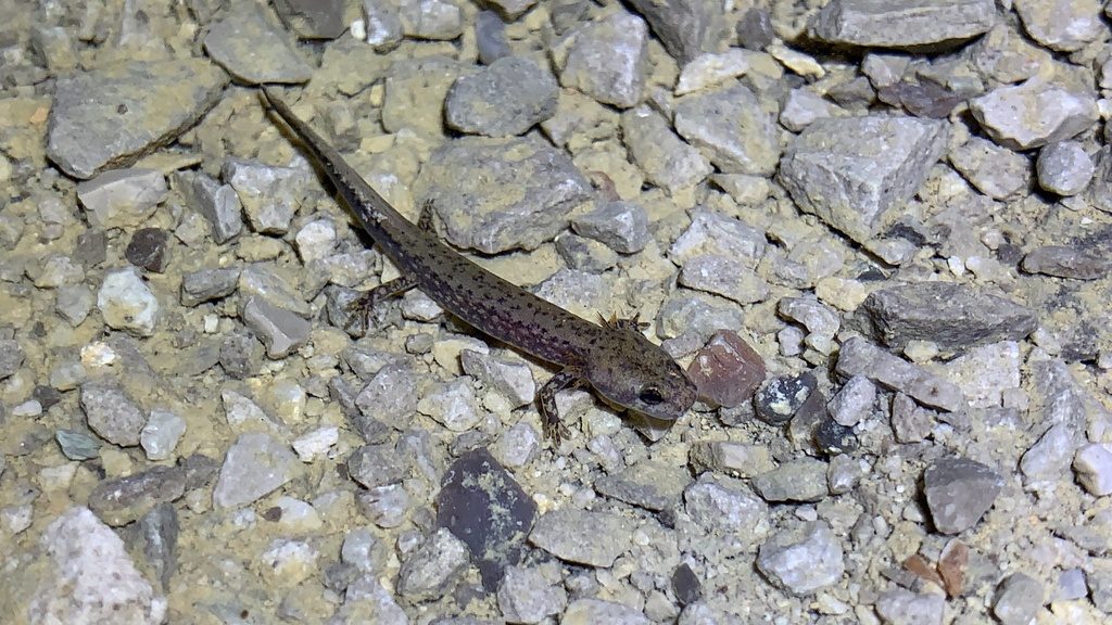 Cave Salamander reference