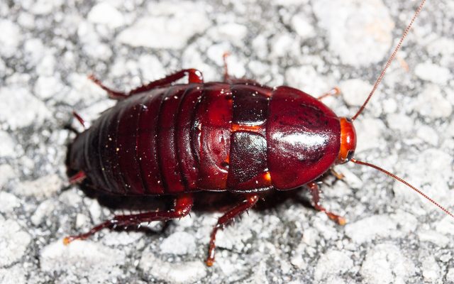 Florida Woods Cockroach reference