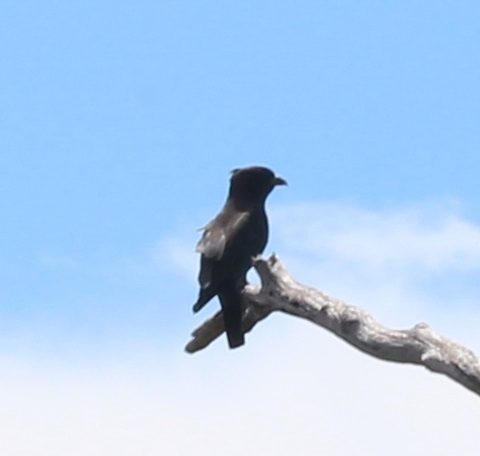 Dollarbird reference