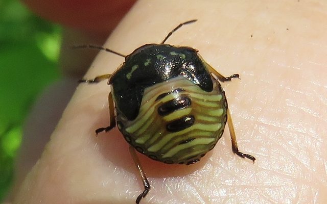 Brown Stink Bug reference