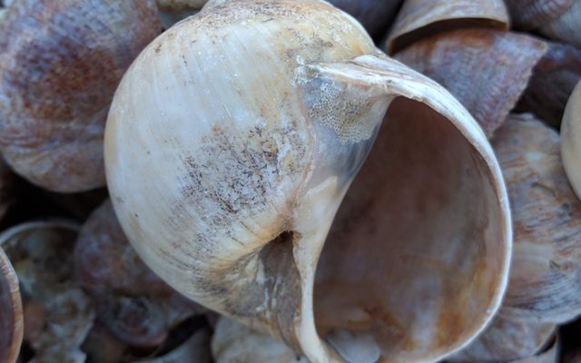 Northern Moon Snail reference
