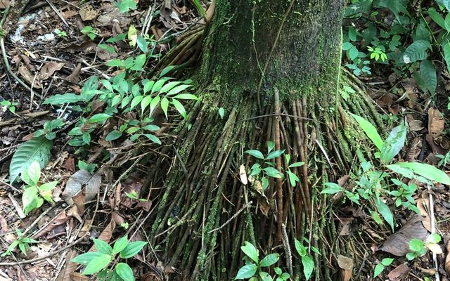 Wild Acai Palm reference