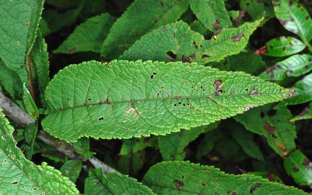 Hollow Joe-Pye Weed reference