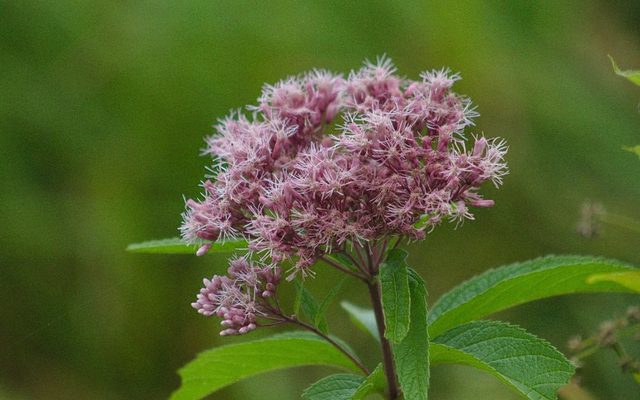 Spotted Joe-Pye Weed reference