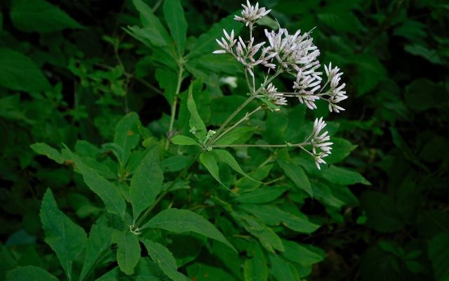 Sweet Joe-Pye Weed reference