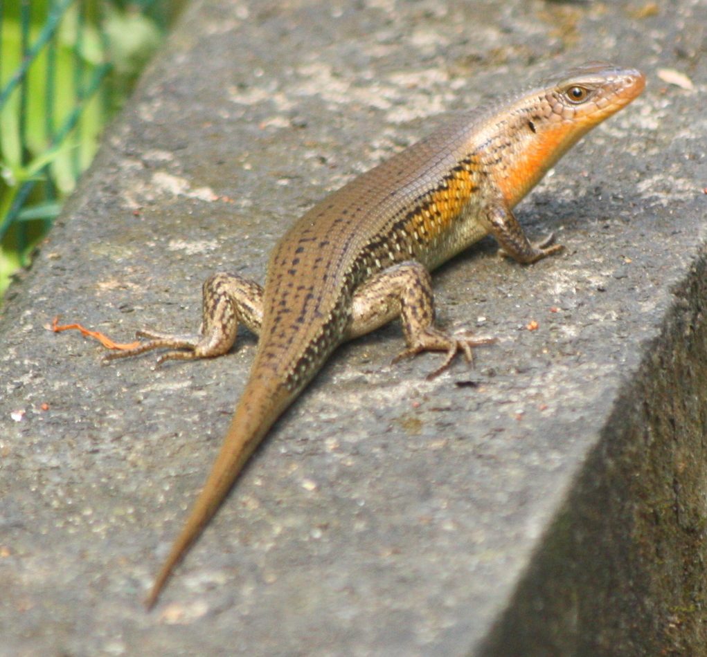 Eutropis multifasciata reference