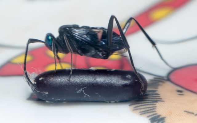 Ensign Wasp reference