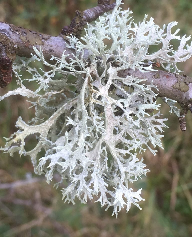 Staghorn Lichen reference