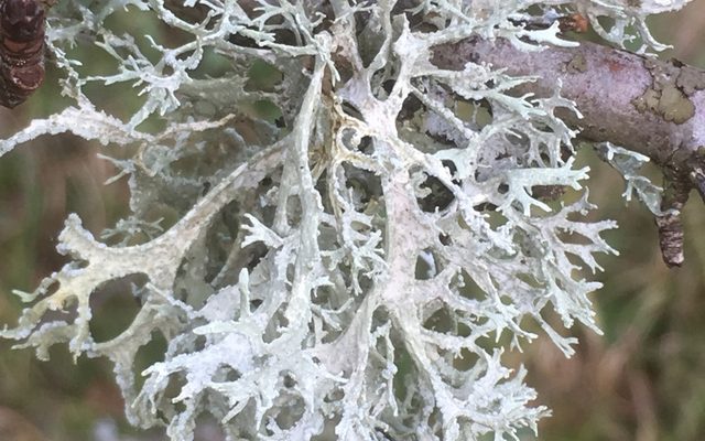 Oakmoss reference
