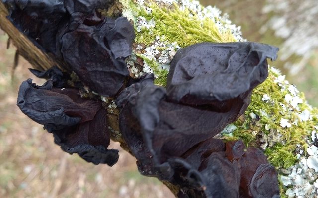 Black Witches' Butter reference