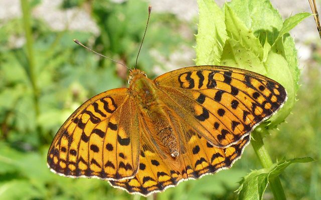 High Brown Fritillary reference