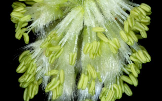 American Beech reference