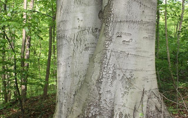 European Beech reference