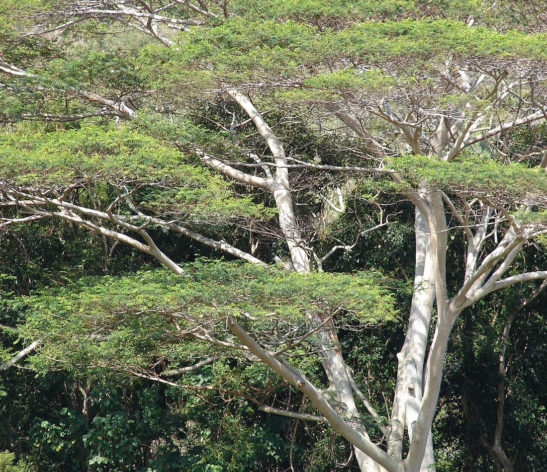 Falcataria moluccana reference