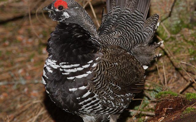 Spruce Grouse reference