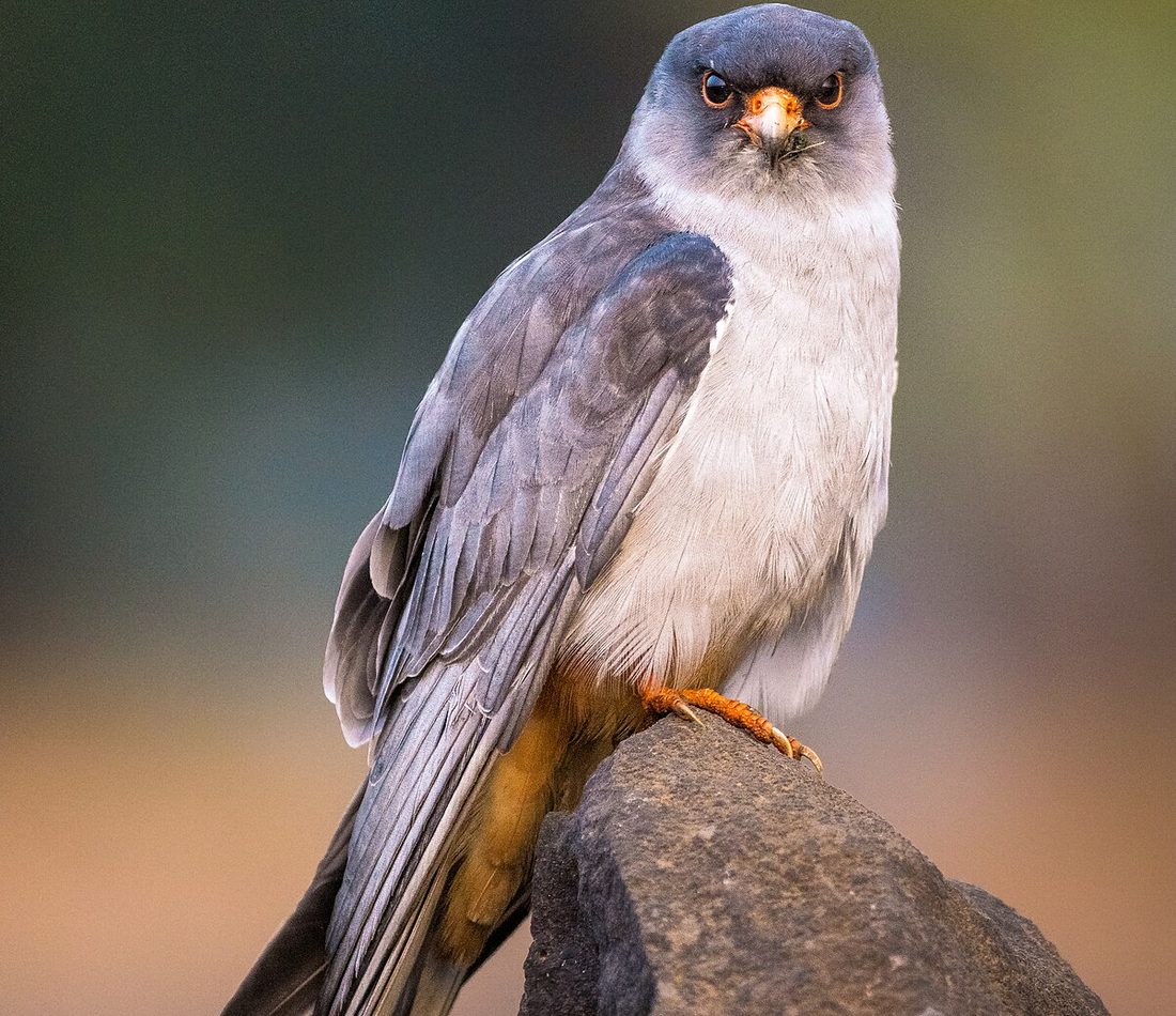 Amur Falcon reference