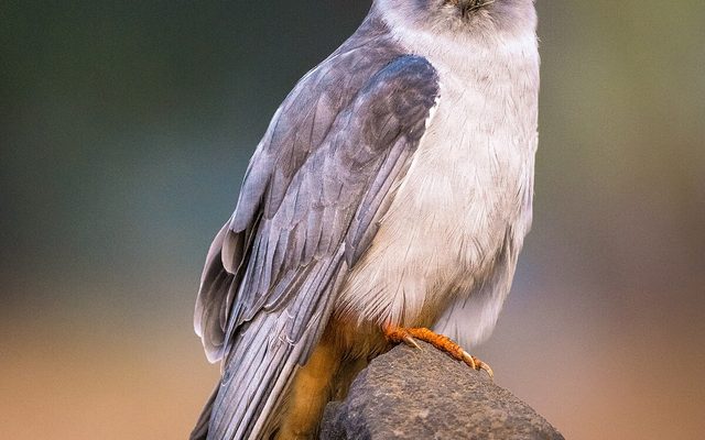Amur Falcon reference