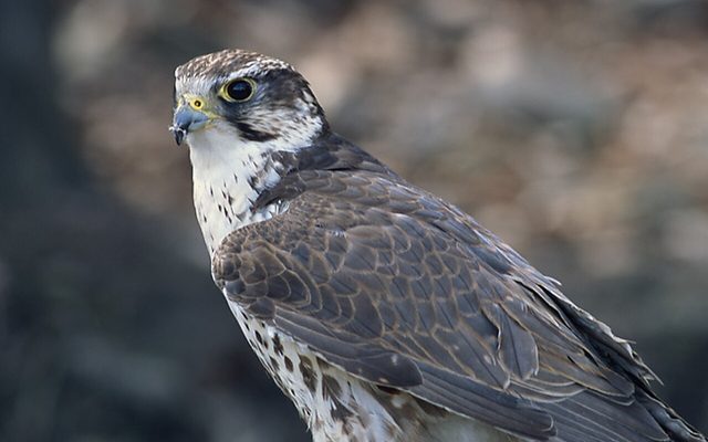 Saker Falcon reference