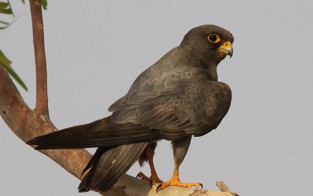 Sooty Falcon reference