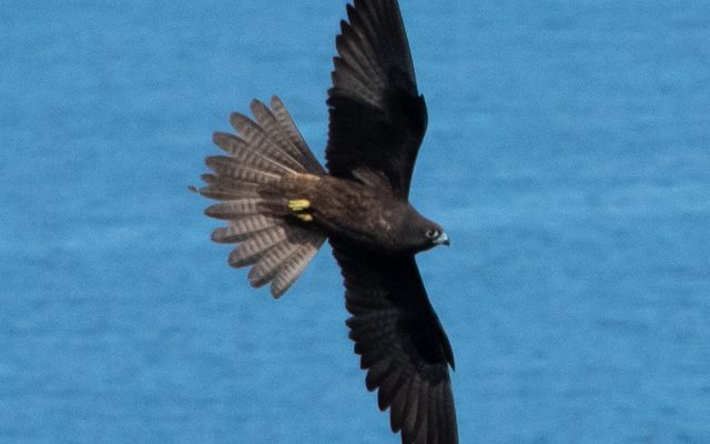 Eleonora's Falcon reference