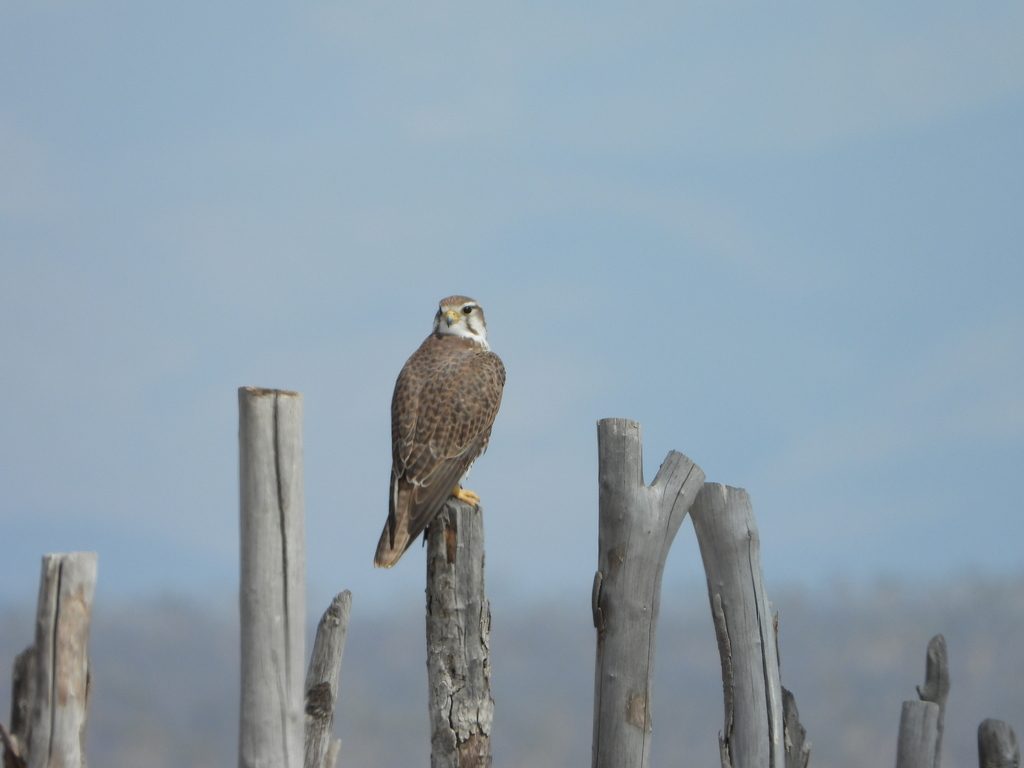 Prairie Falcon reference