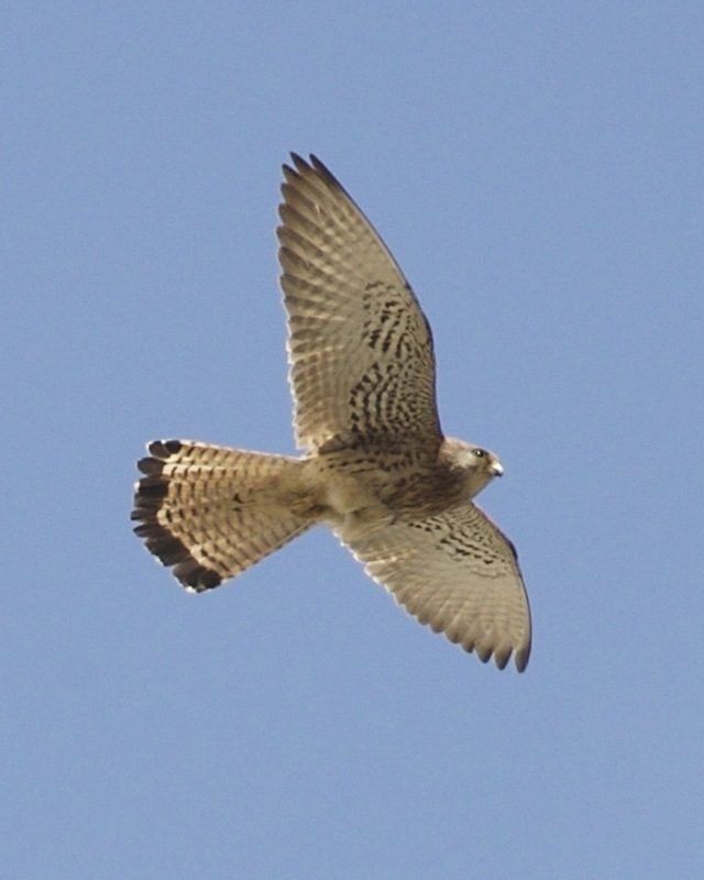Lesser Kestrel reference