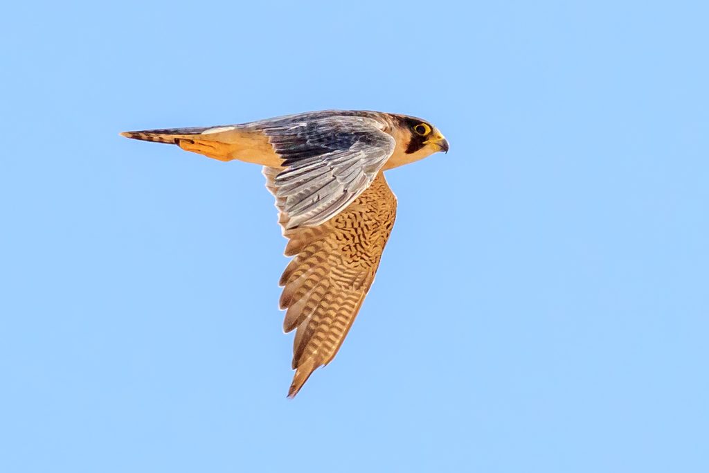 Barbary Falcon reference