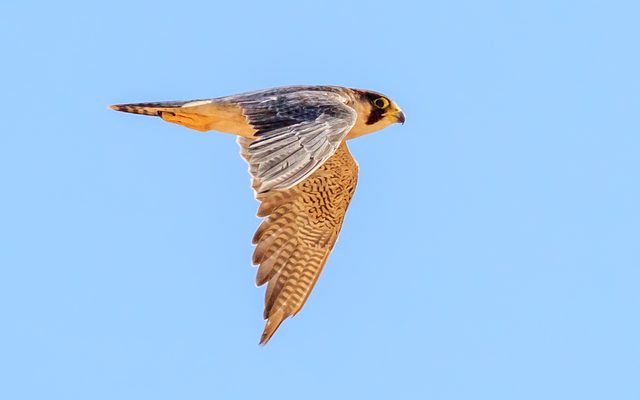 Barbary Falcon reference