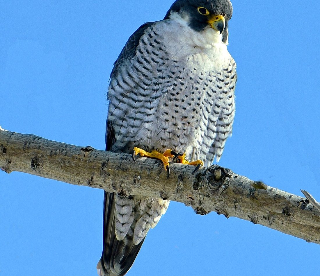 Peregrine Falcon reference