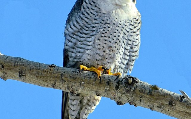 Peregrine Falcon reference
