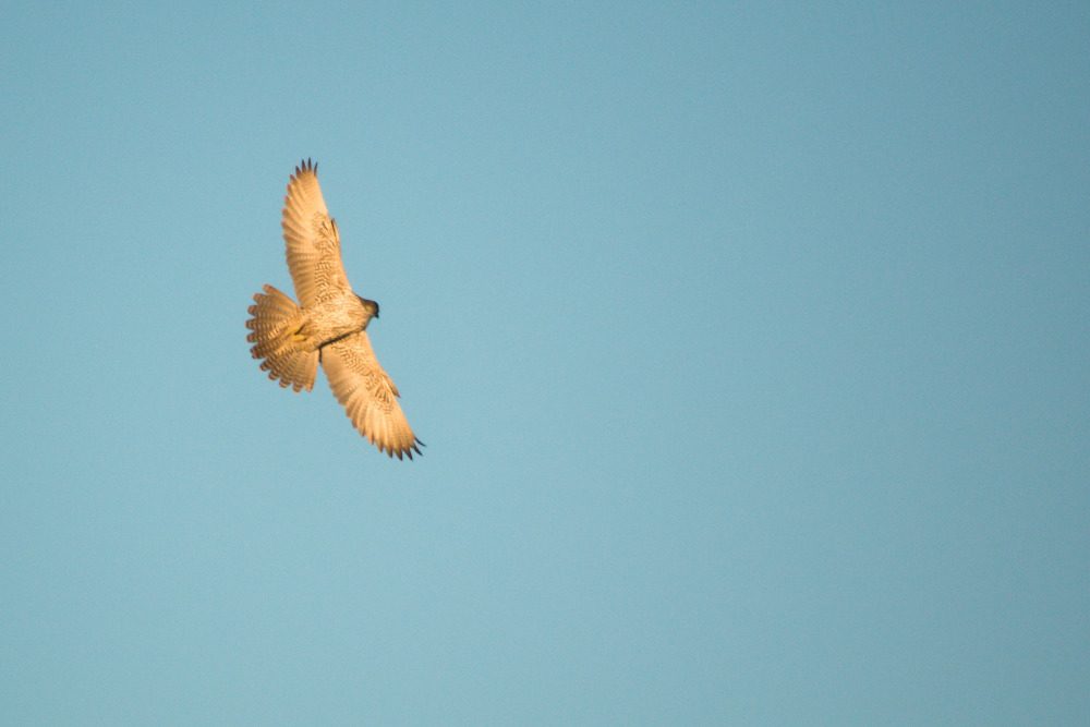 Gyrfalcon reference