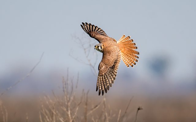 American Kestrel reference