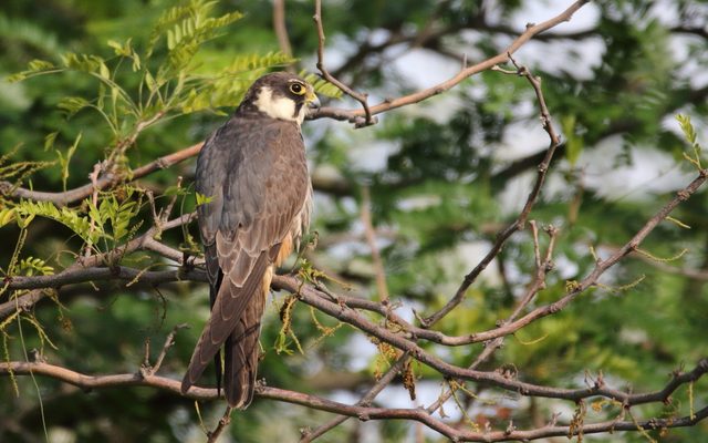 Eurasian Hobby reference