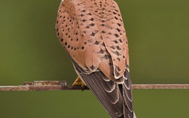Common Kestrel reference