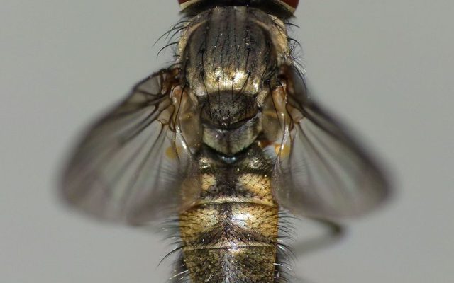 Lesser House Fly reference