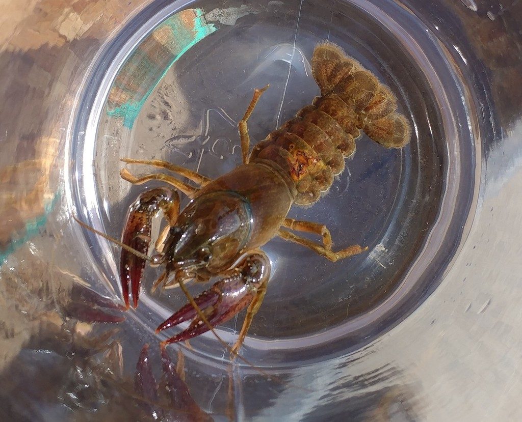 Calico Crayfish reference