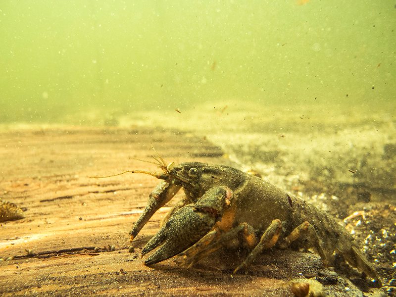 Spinycheek Crayfish reference