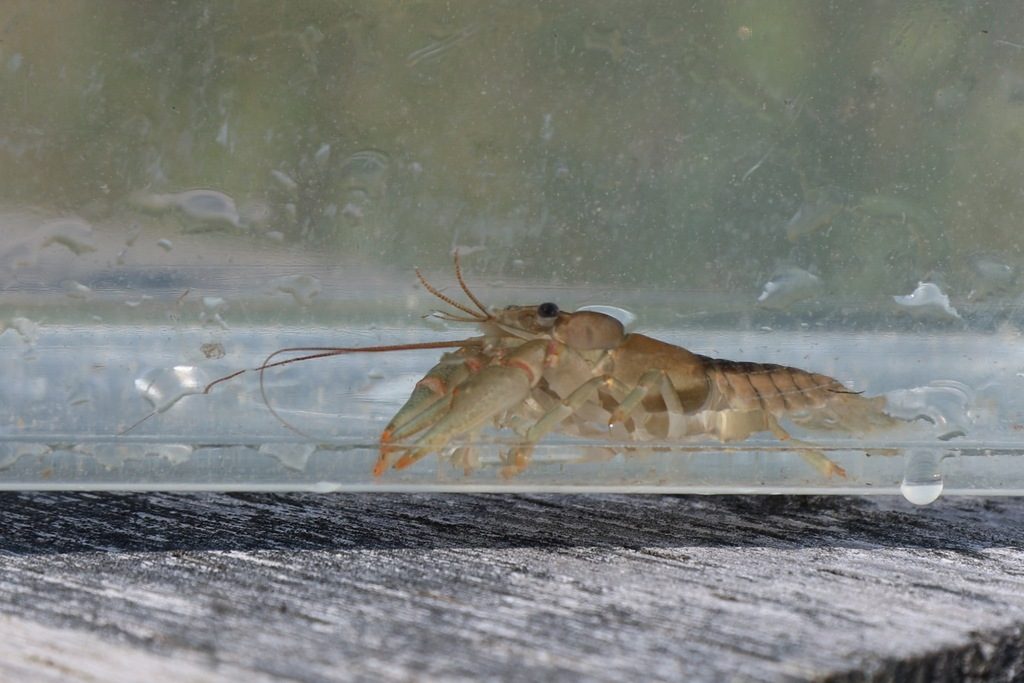 Northern Clearwater Crayfish reference