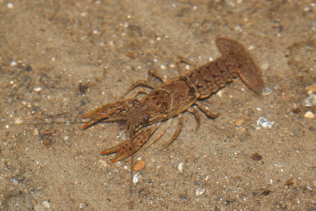 Virile Crayfish reference
