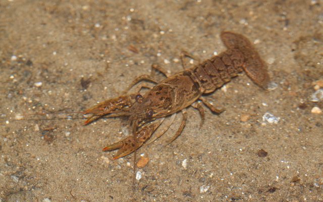 Virile Crayfish reference