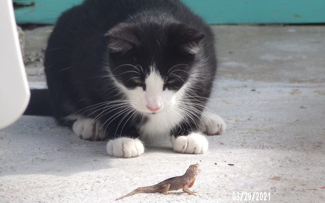 Domestic Cat reference
