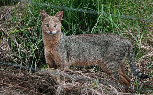 Jungle Cat reference