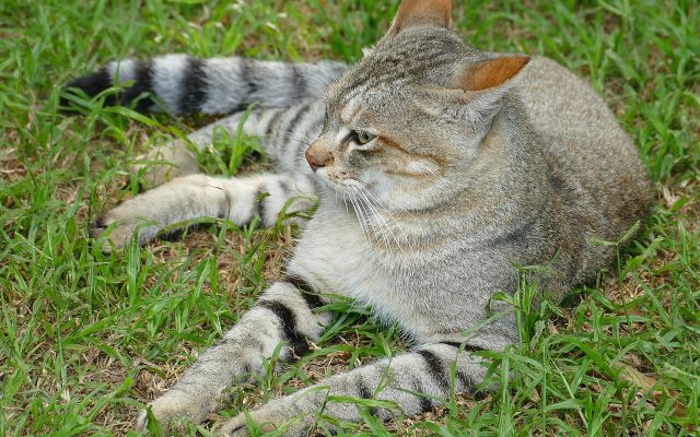 African Wildcat reference