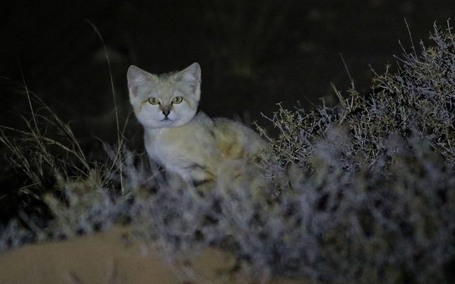 Sand Cat reference