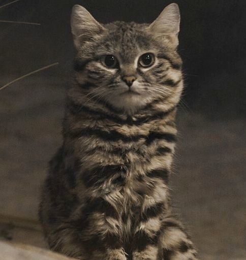 Black-footed Cat reference