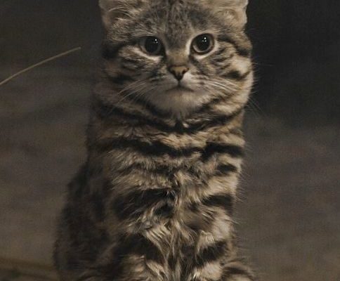 Black-footed Cat reference
