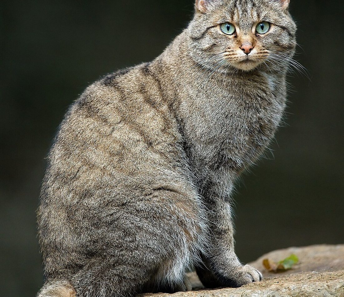 European Wildcat reference